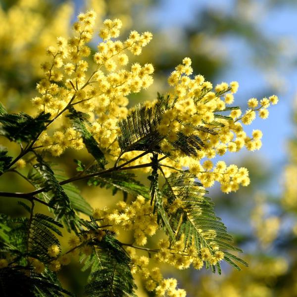 Arbres - Mimosa d'Hiver - Vitalité - image